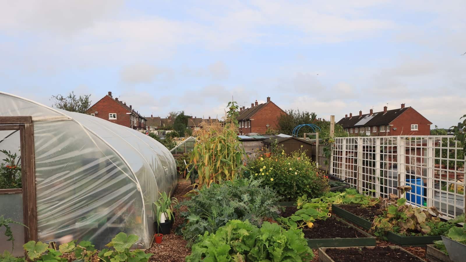 A polycarbonate greenhouse standing in a backyard garden