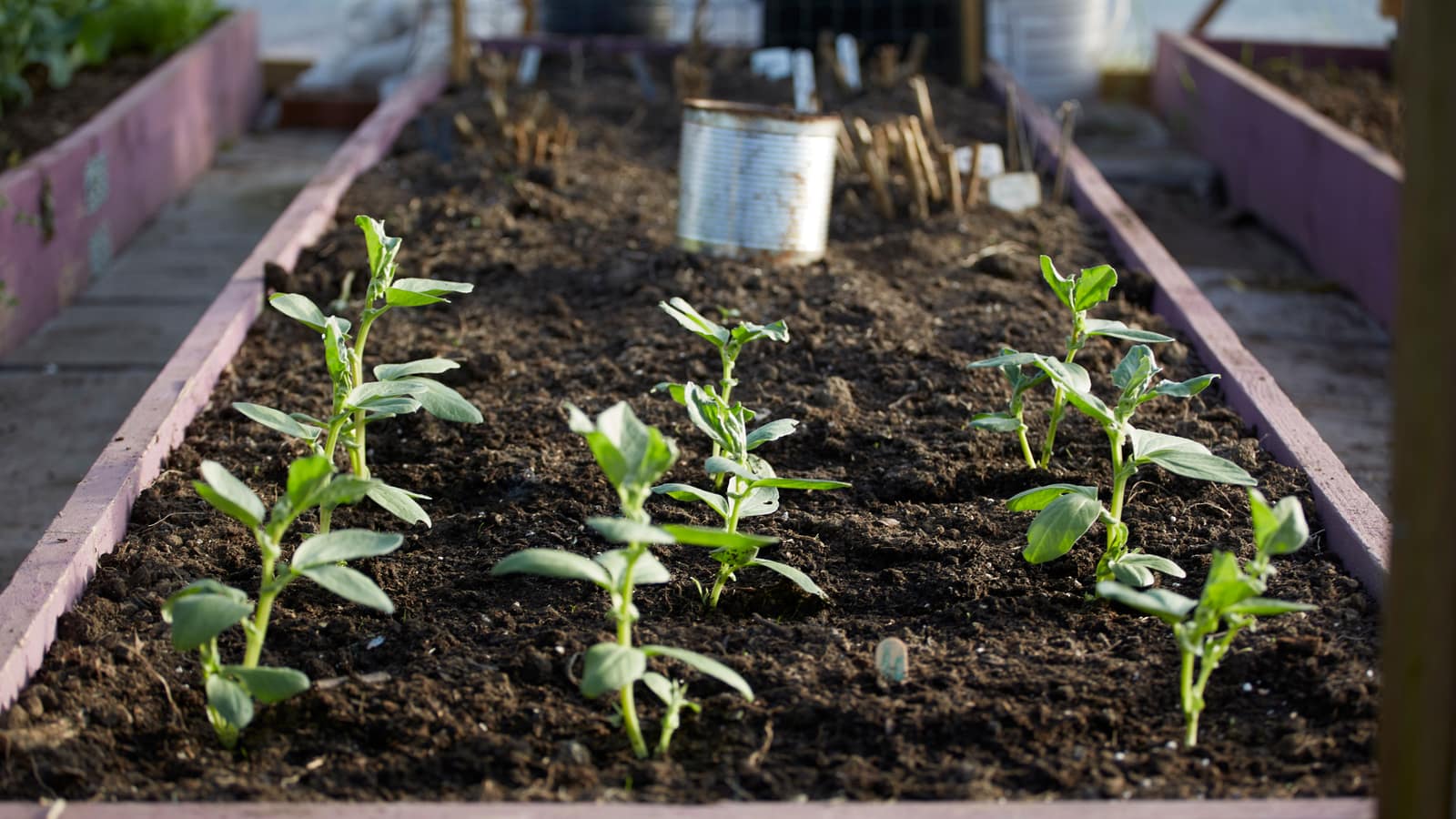 A backyard vegetable garden with raised beds planted with greens and tomatoes