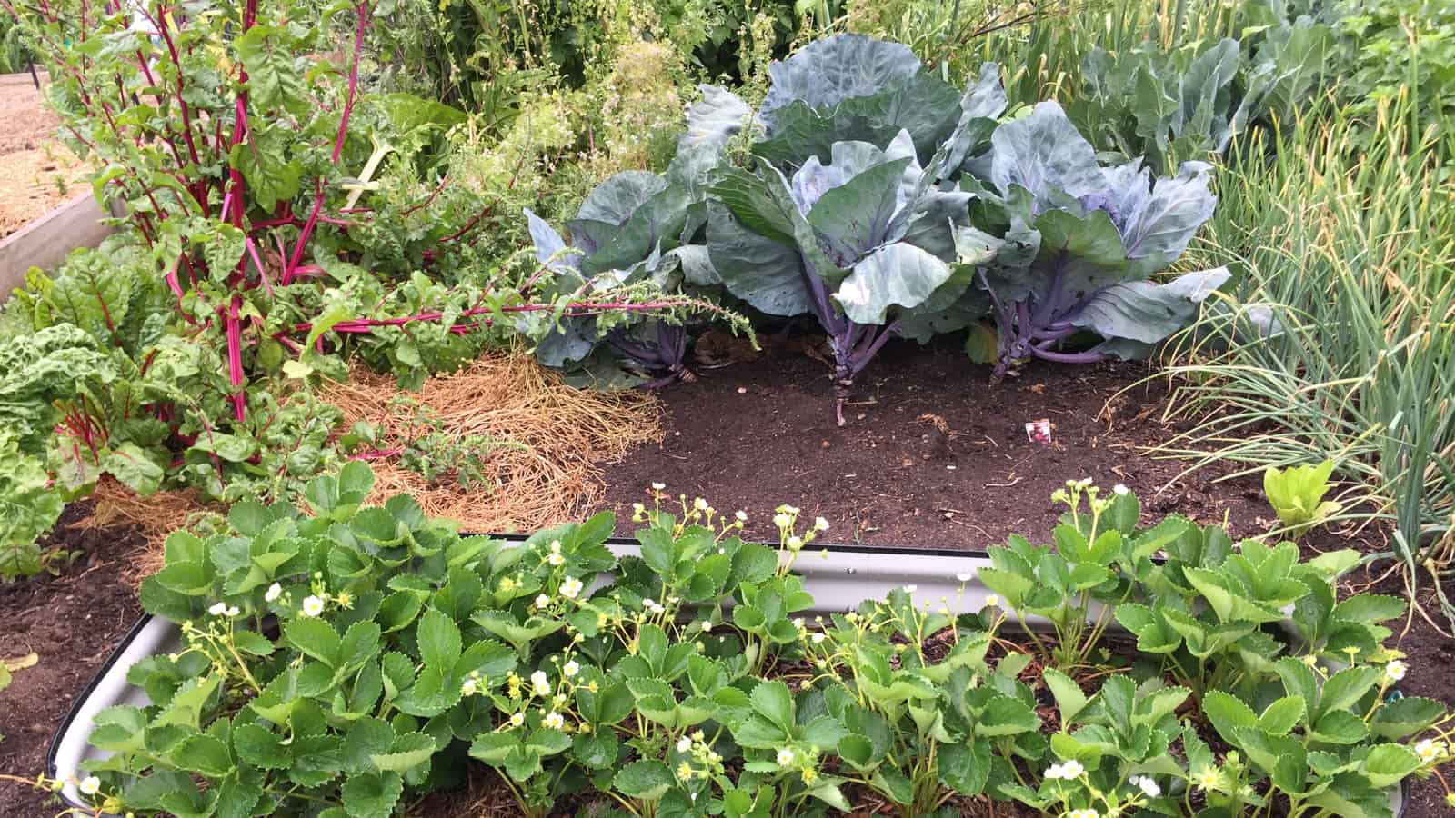 A galvanized steel raised garden bed planted with vegetables in a backyard