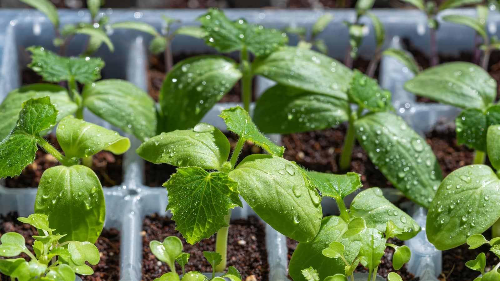 Young vegetable seedlings in a seed tray under a grow light