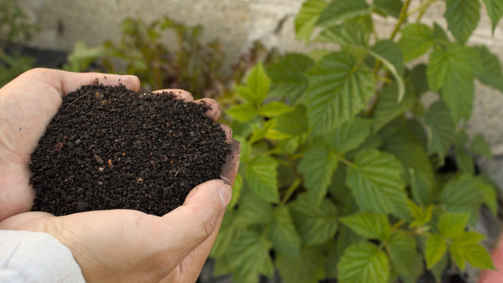 Hands holding dark, crumbly garden soil above a raised bed