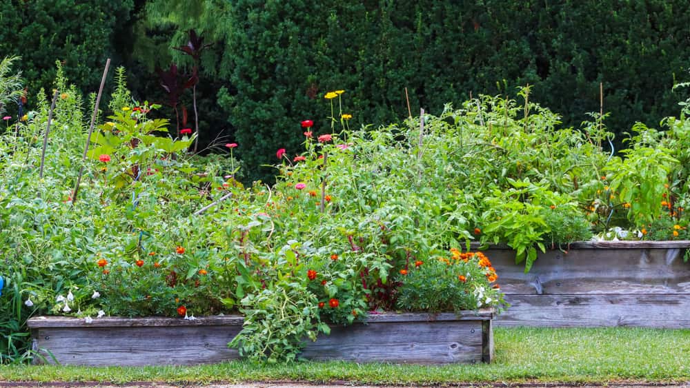 A raised garden bed kit planted with vegetables in a backyard