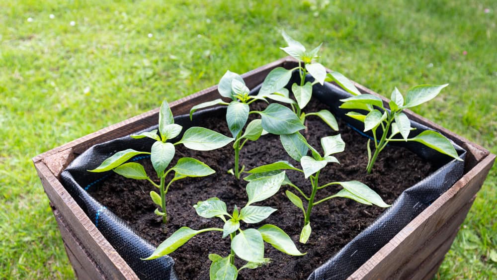 Filling a raised garden bed with dark soil